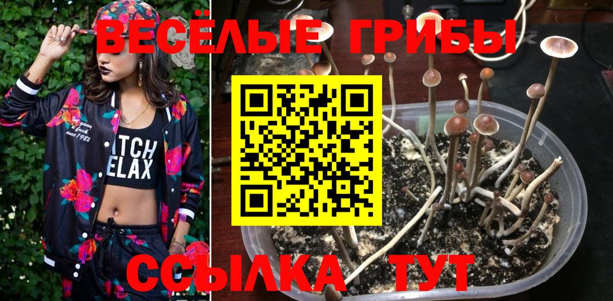 Псилоцибиновые грибы Psilocybine cubensis Узловая